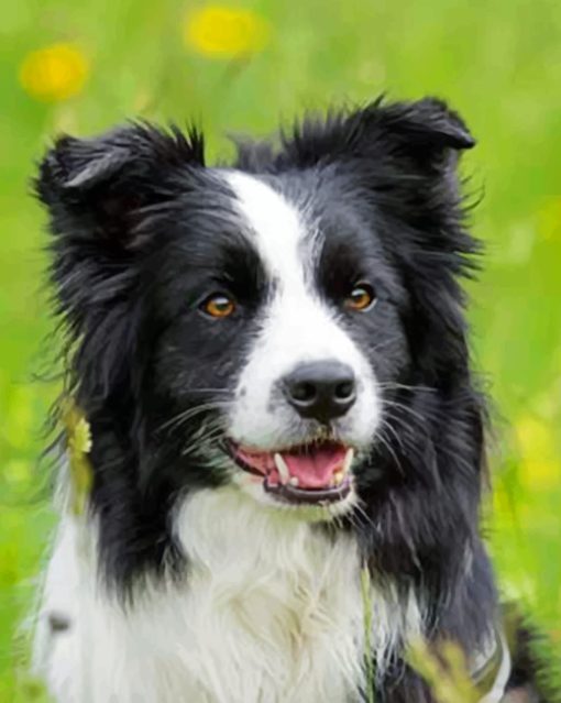 Black And White Border Collie Paint by numbers