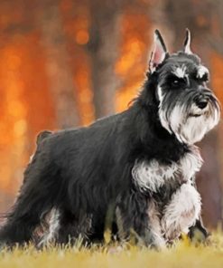 Black And Grey Schnauzer Paint by numbers