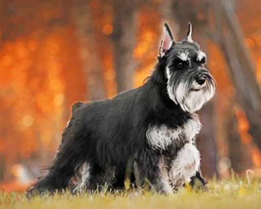 Black And Grey Schnauzer Paint by numbers