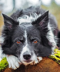 Black Border Collie Paint by numbers