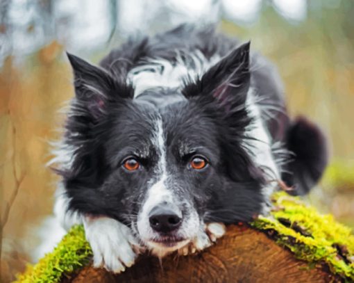 Black Border Collie Paint by numbers