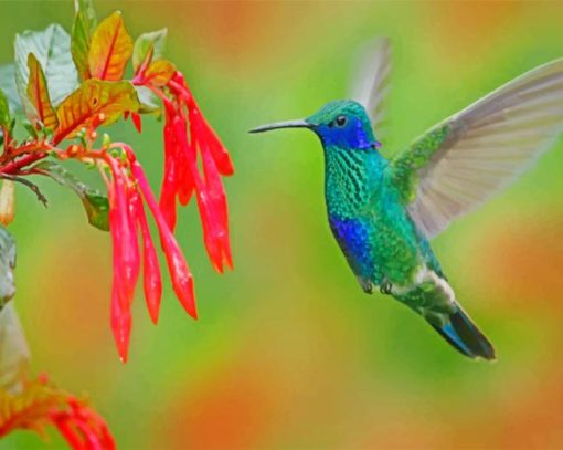 Blue And Green Hummingbird Paint by numbers