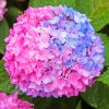 Blue And Pink Hydrangea Paint by numbers