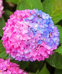 Blue And Pink Hydrangea Paint by numbers