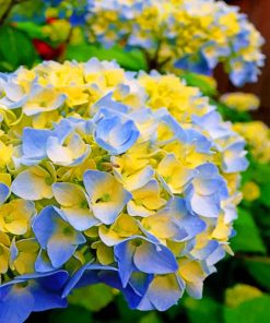 Blue And Yellow Hydrangea Paint by numbers