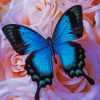 Blue Butterfly paint by numbers