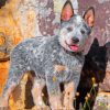 Blue Heeler Puppy Paint by numbers