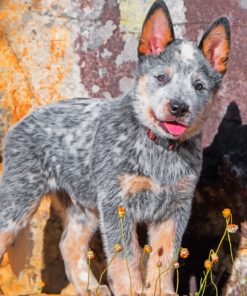 Blue Heeler Puppy Paint by numbers