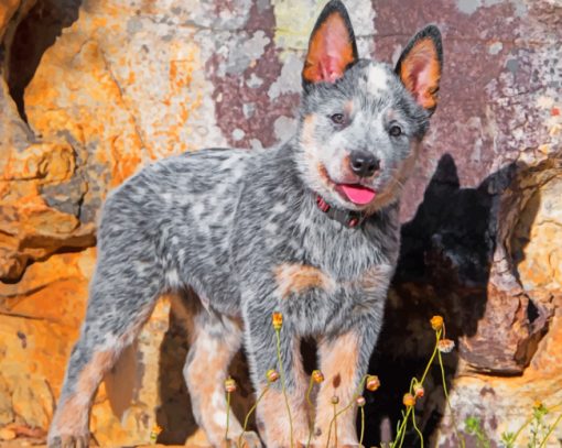 Blue Heeler Puppy Paint by numbers