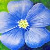 Blue Poppy Flower Paint by numbers