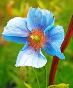 Blue Poppy Paint by numbers