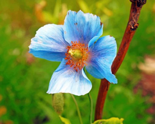 Blue Poppy Paint by numbers