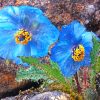 Blue Poppy Trek paint by numbers