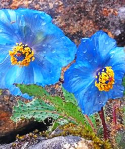 Blue Poppy Trek paint by numbers