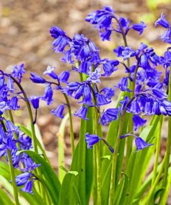 Bluebells Paint by numbers