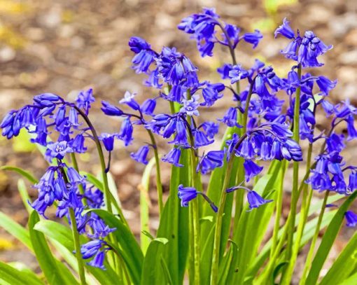 Bluebells Paint by numbers