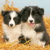 Border Collie Paint by numbers