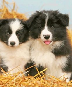 Border Collie Paint by numbers