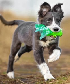 Border Collie Puppy Paint by numbers