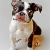 Boston Terrier Dog Paint by numbers