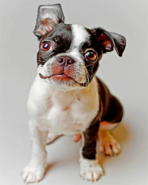 Boston Terrier Dog Paint by numbers