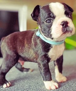 Boston Terrier Puppy Paint by numbers