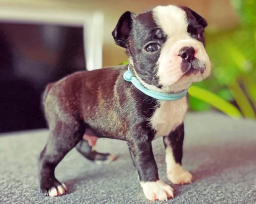 Boston Terrier Puppy Paint by numbers