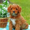 Brown Cavapoo Paint by numbers