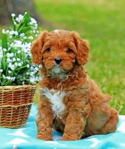 Brown Cavapoo Paint by numbers