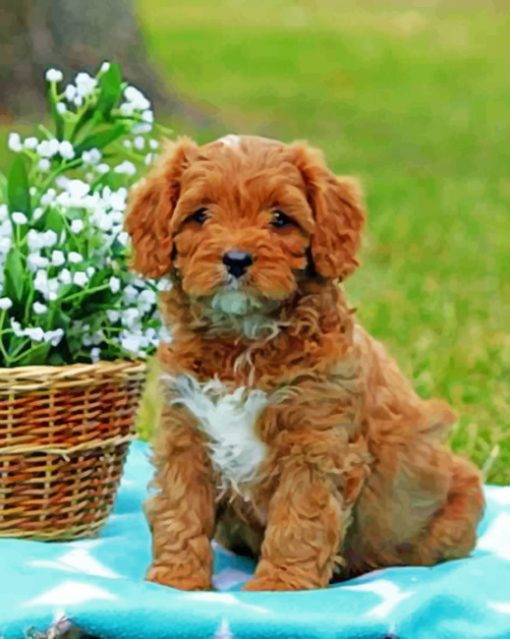 Brown Cavapoo Paint by numbers