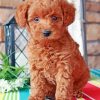 Brown Labradoodle paint by numbers