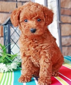 Brown Labradoodle paint by numbers