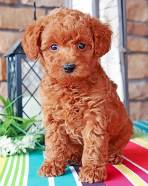 Brown Labradoodle paint by numbers