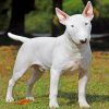 Bull Terrier Paint by numbers