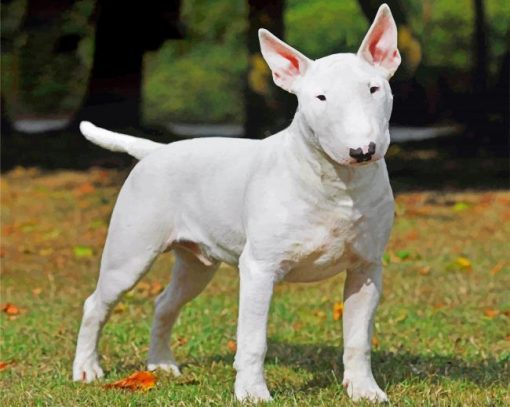 Bull Terrier Paint by numbers