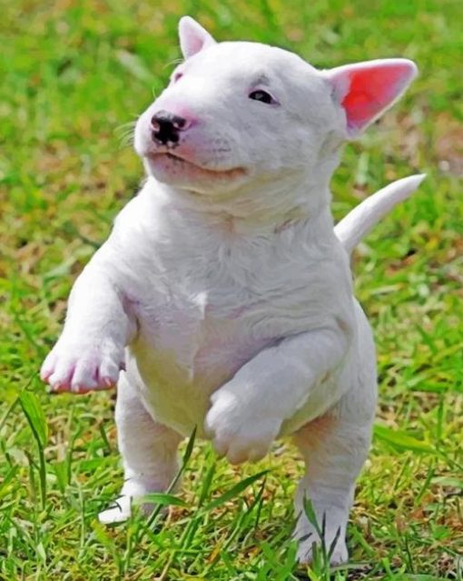 Bull Terrier Puppy Paint by numbers