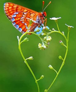 Butterfly On Heart Paint by numbers