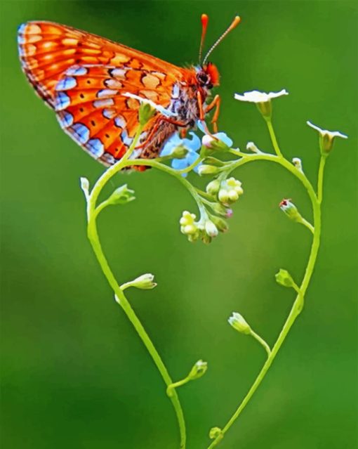 Butterfly On Heart Paint by numbers