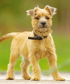 Cairn Terrier Dog Paint by numbers