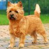 Cairn Terrier Paint by numbers