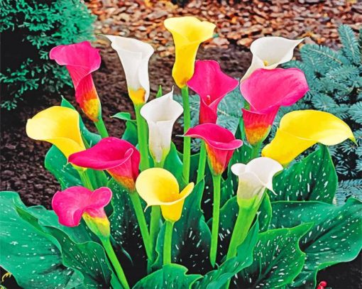 Calla Lily Paint by numbers