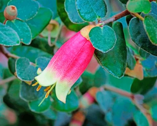 Canberra Bells Correa Paint by numbers