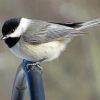 Carolina Chickadee Paint by numbers