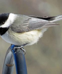 Carolina Chickadee Paint by numbers