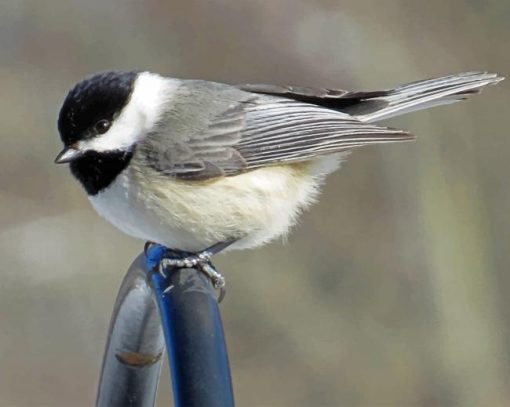 Carolina Chickadee Paint by numbers