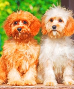 Cavapoo Dogs paint by numbers