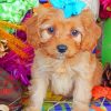 Cavapoo Puppy Paint by numbers