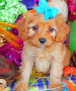 Cavapoo Puppy Paint by numbers