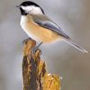 Chickadee Bird Paint by numbers