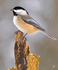 Chickadee Bird Paint by numbers